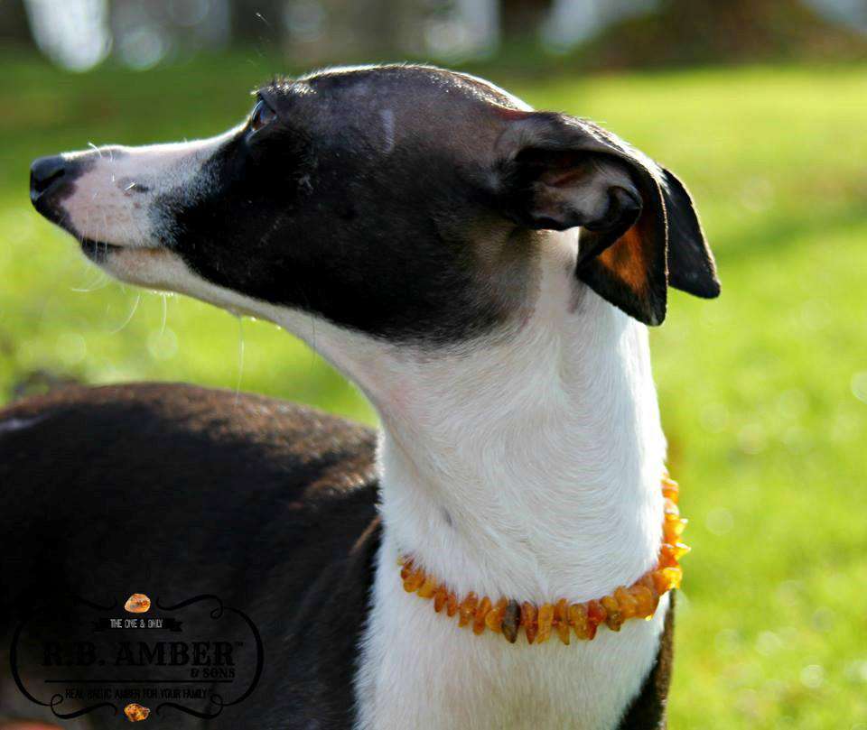 CLEARANCE - Baltic Amber Pet Collar - Sweetbottoms BoutiqueR.B. Amber Jewelry