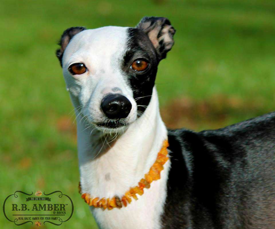 CLEARANCE - Baltic Amber Pet Collar - Sweetbottoms BoutiqueR.B. Amber Jewelry